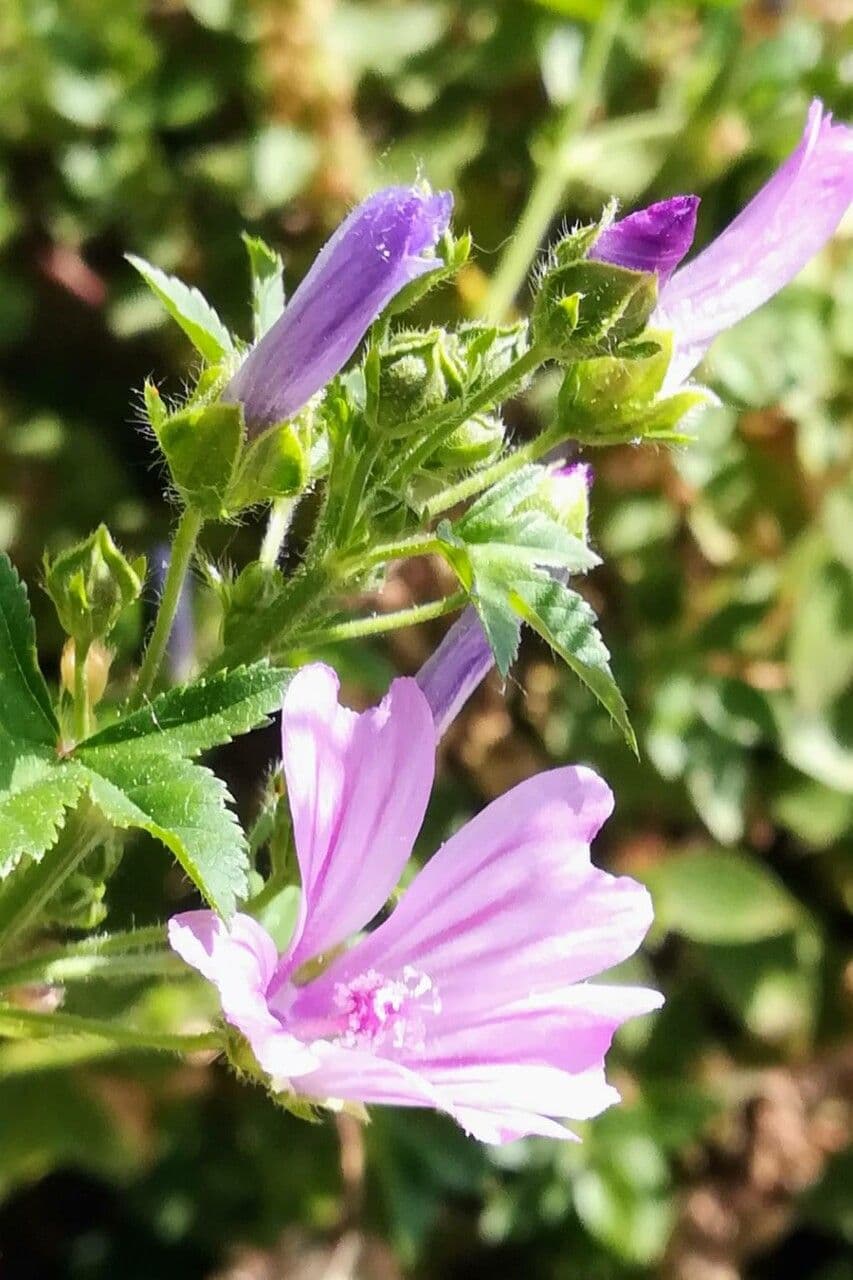 Malva multiflora 7