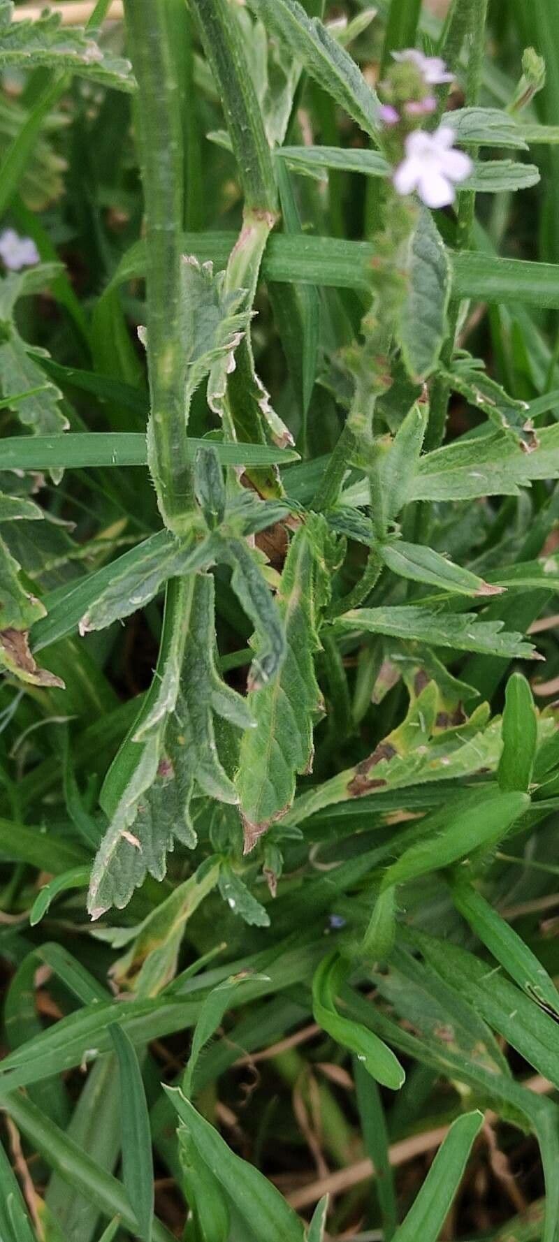 Verbena comune 16