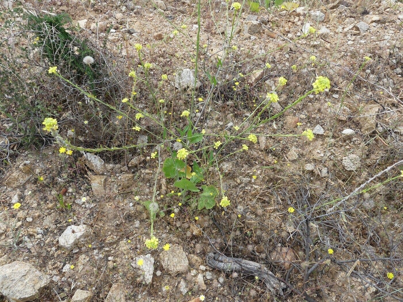 Senape ruca 26