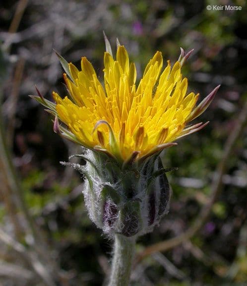 Agoseris retrorsa 9