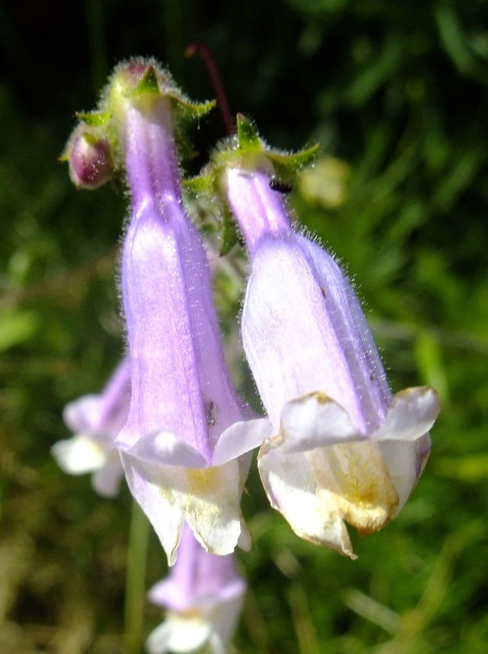 Penstemon hirsutus 5