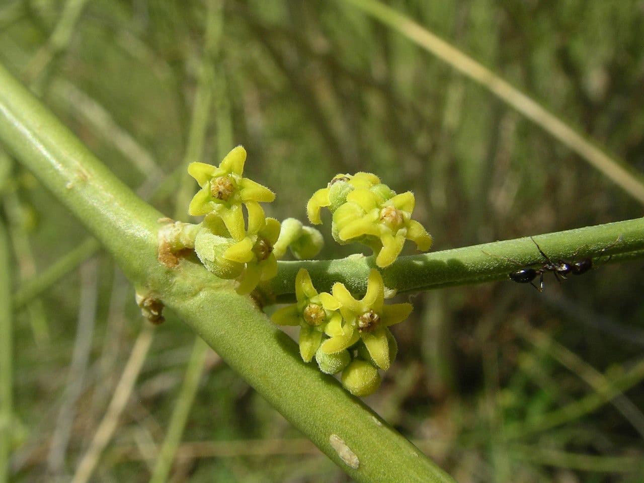 Leptadenia pyrotechnica 6