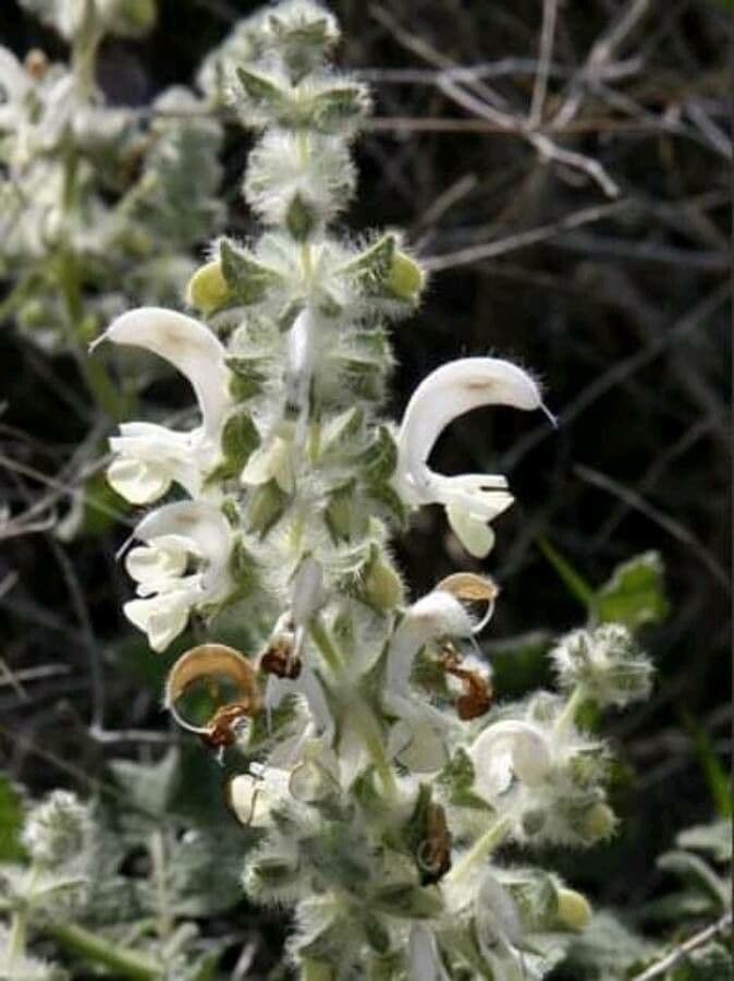 Salvia dominica 2