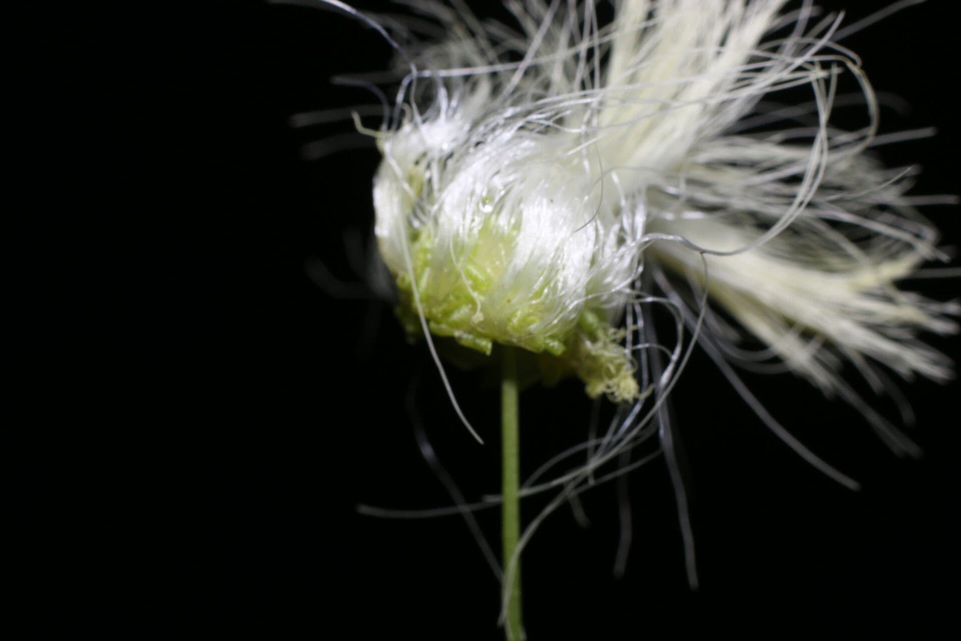Schott's stickpea 9