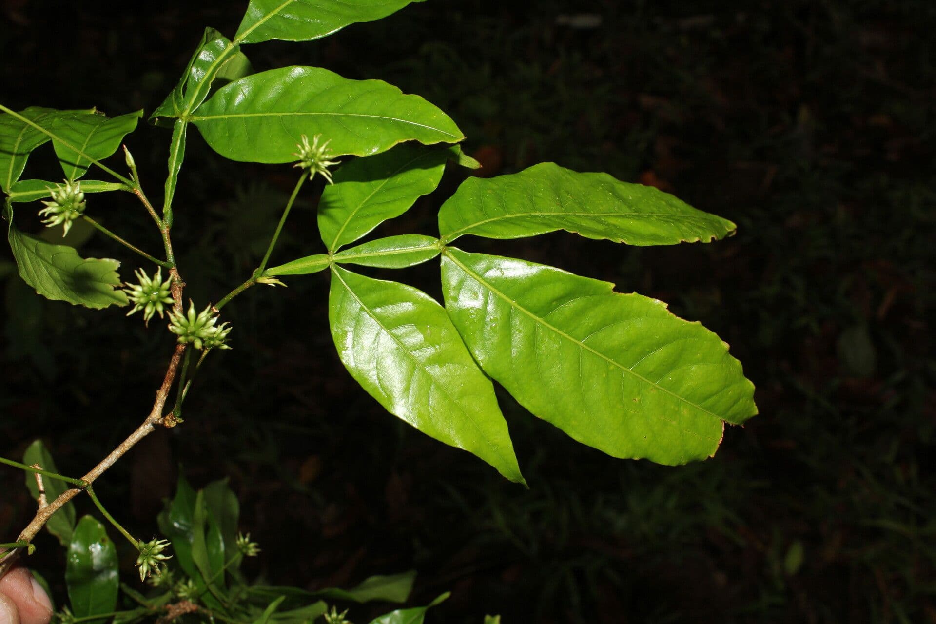 Inga 5