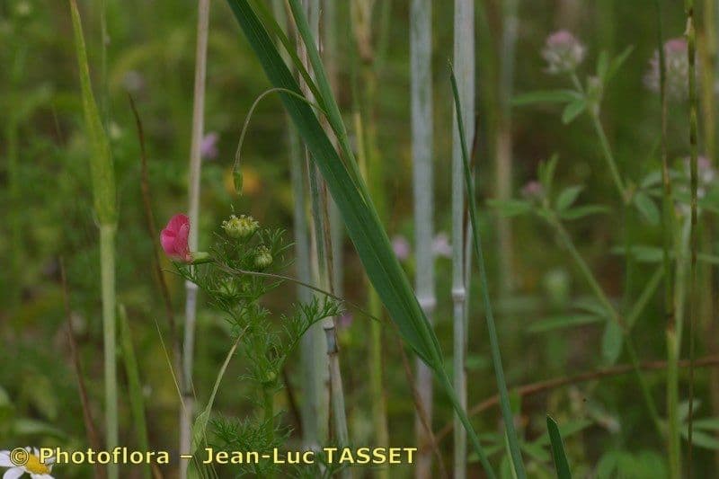 Gras-Platterbse 28
