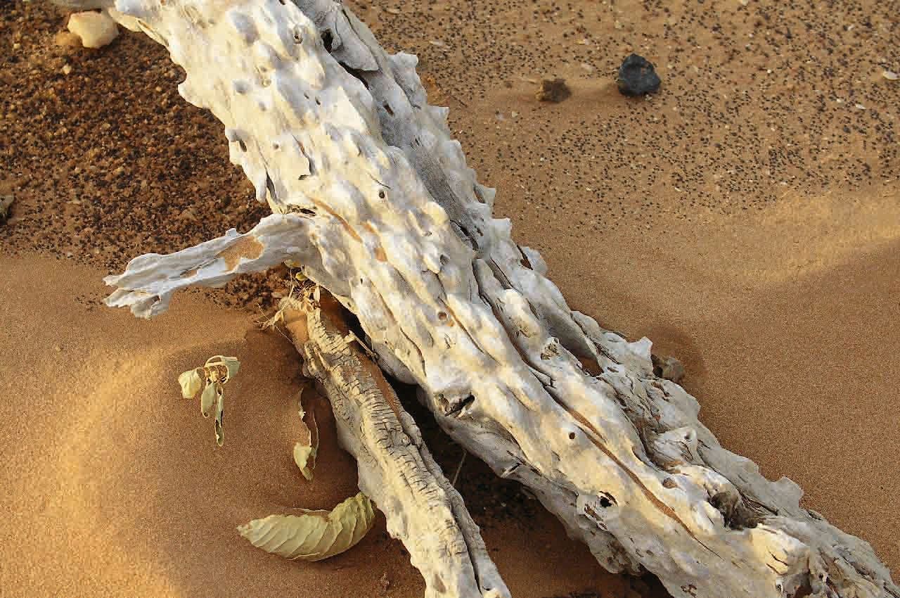 Africká myrha 18