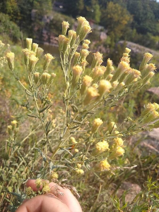 Brickellia eupatorioides 8