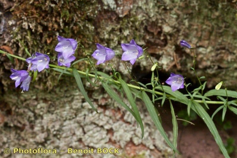 Baumgartens Glockenblume 4