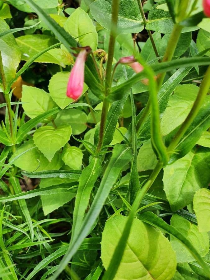 Penstemon di Hartweg 13