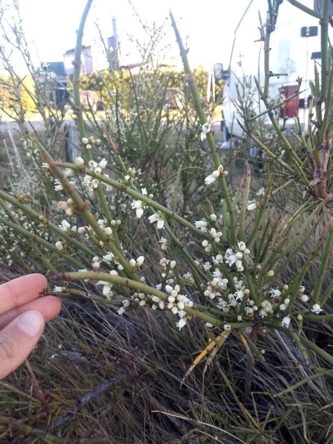 Ginestra multiflora 5