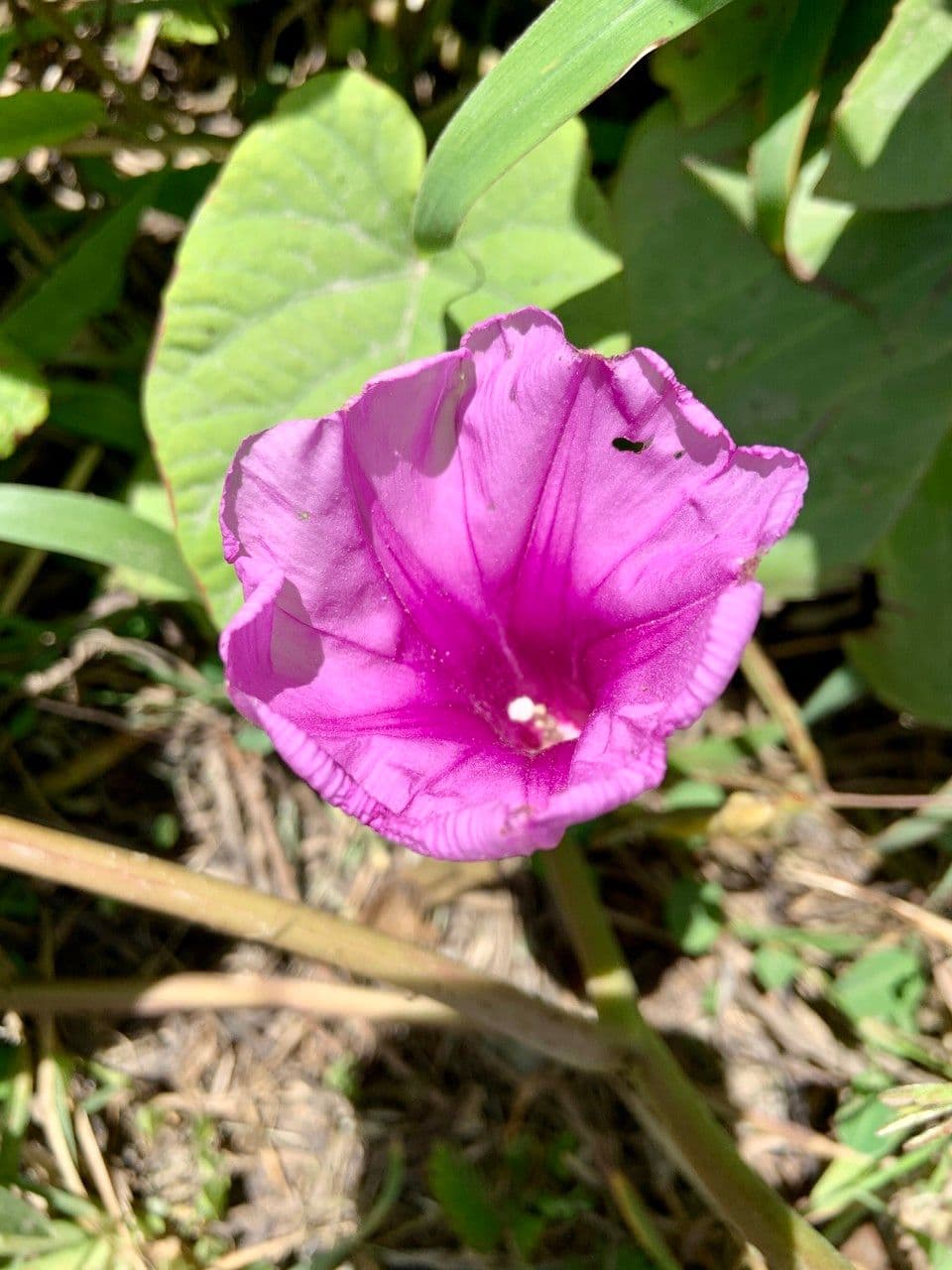 Vigna 3