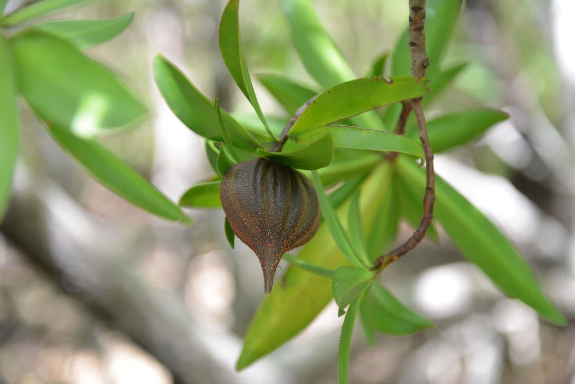 Pelliciera