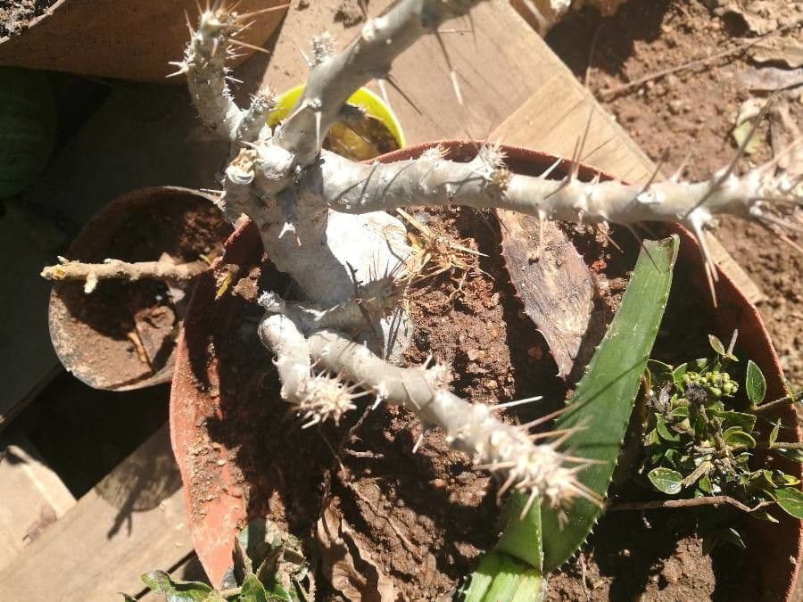Pachypodium 12