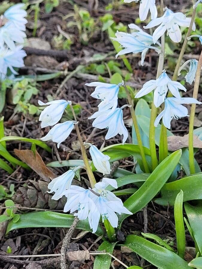 Puschkinia scilloides 2