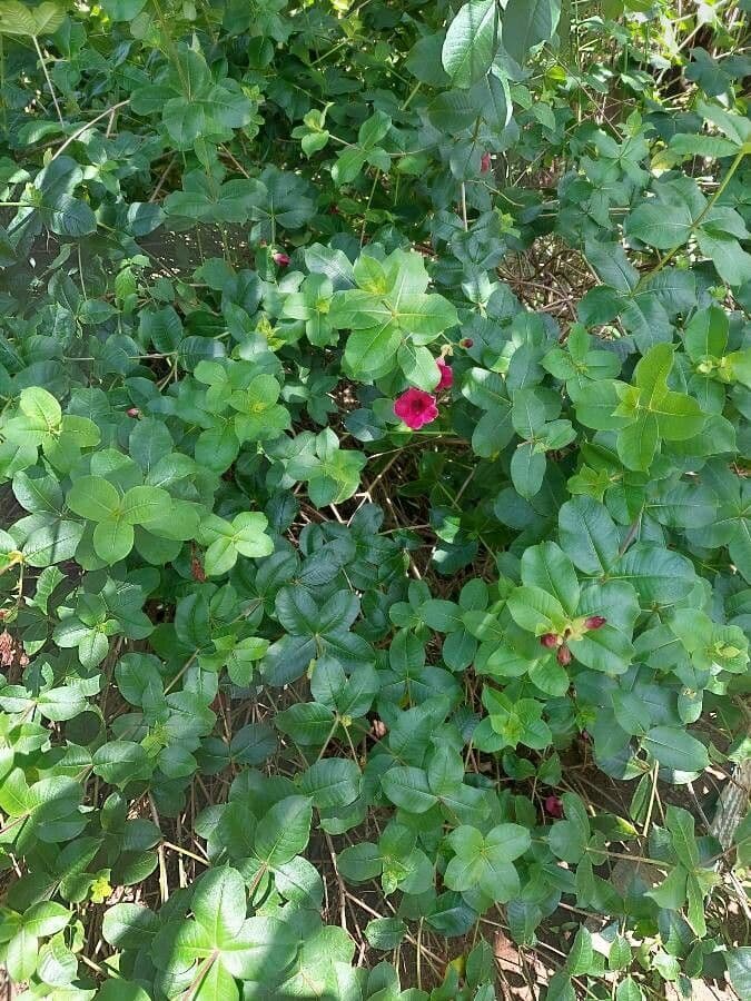 Allamanda viola 12