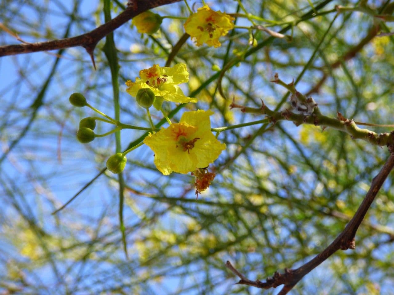 Parkinsonia 6