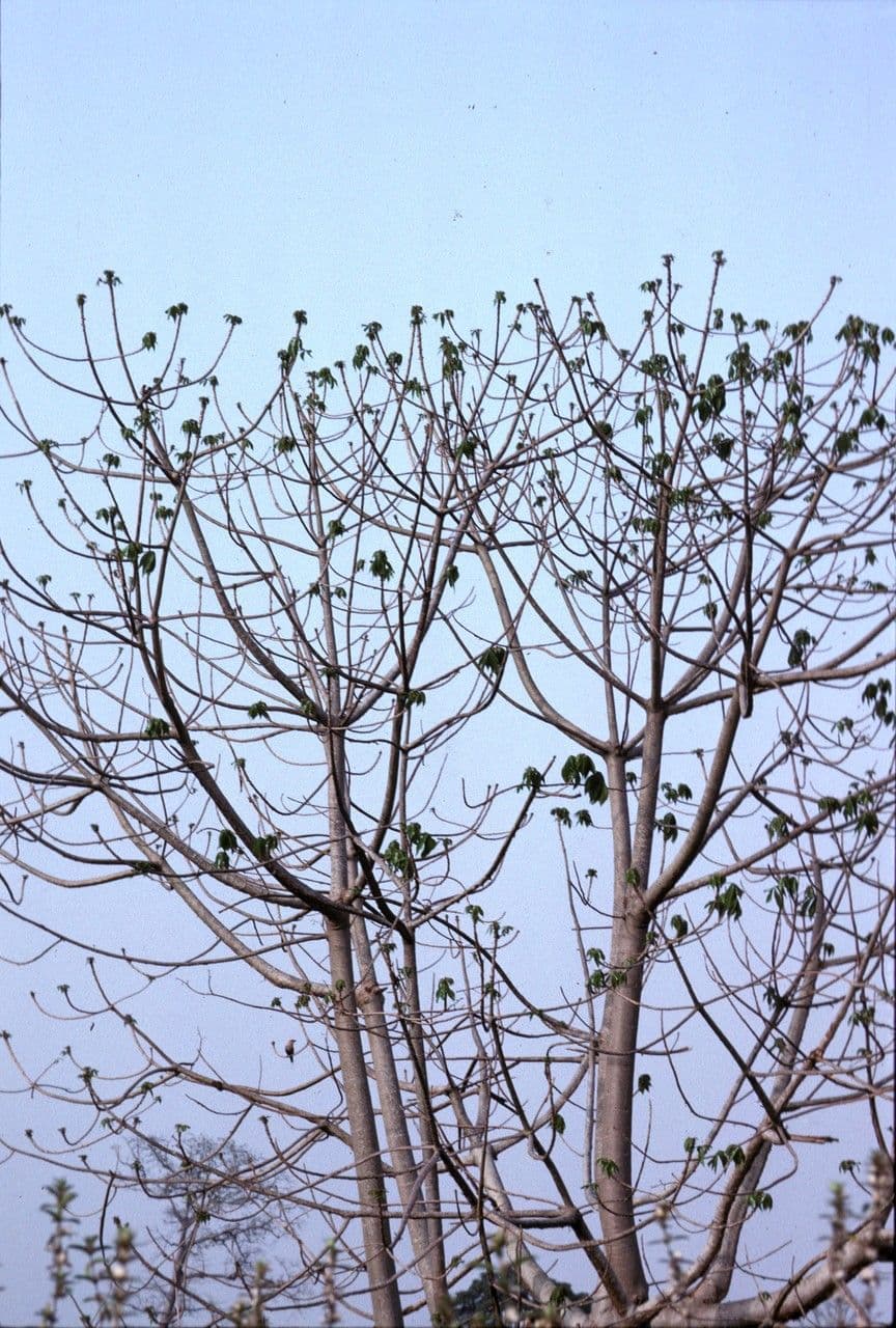 Ricinodendron