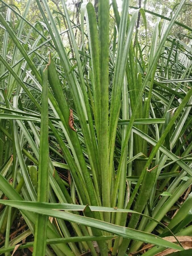 Bromelia 10