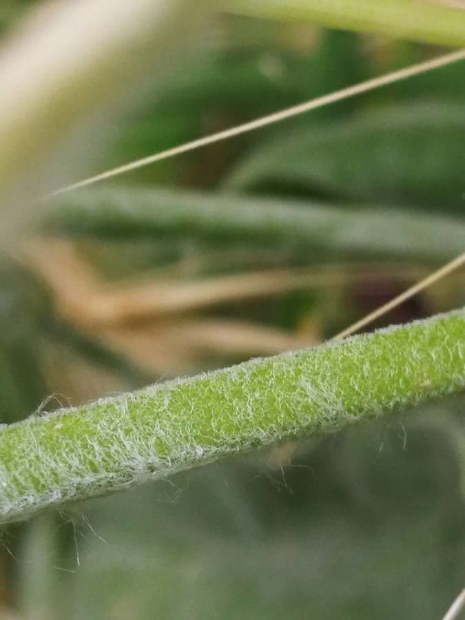 Silene coronaria 23