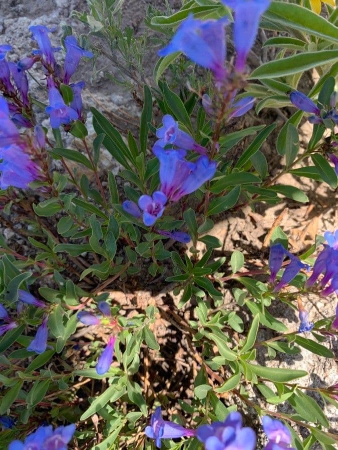 Penstemon 11