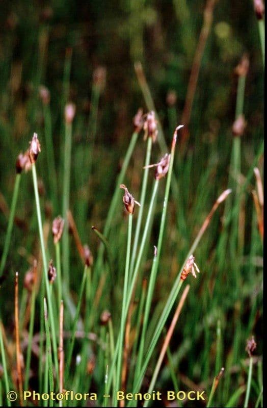 Giunco compressa 17
