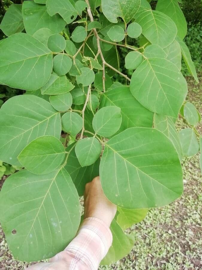 Lonchocarpus 10
