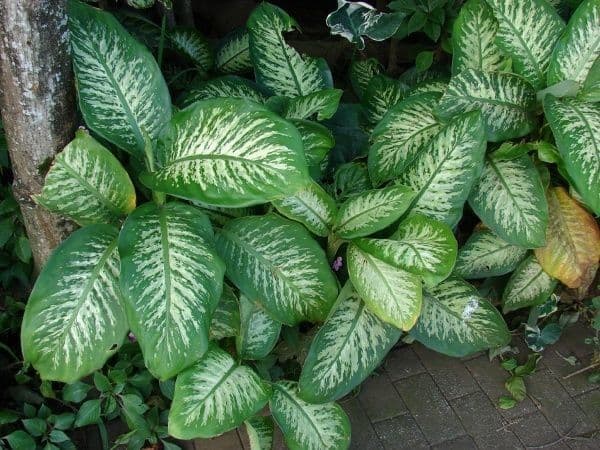 Dieffenbachia 12