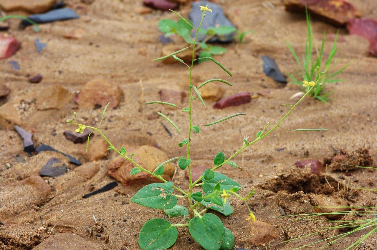 Cleome 7