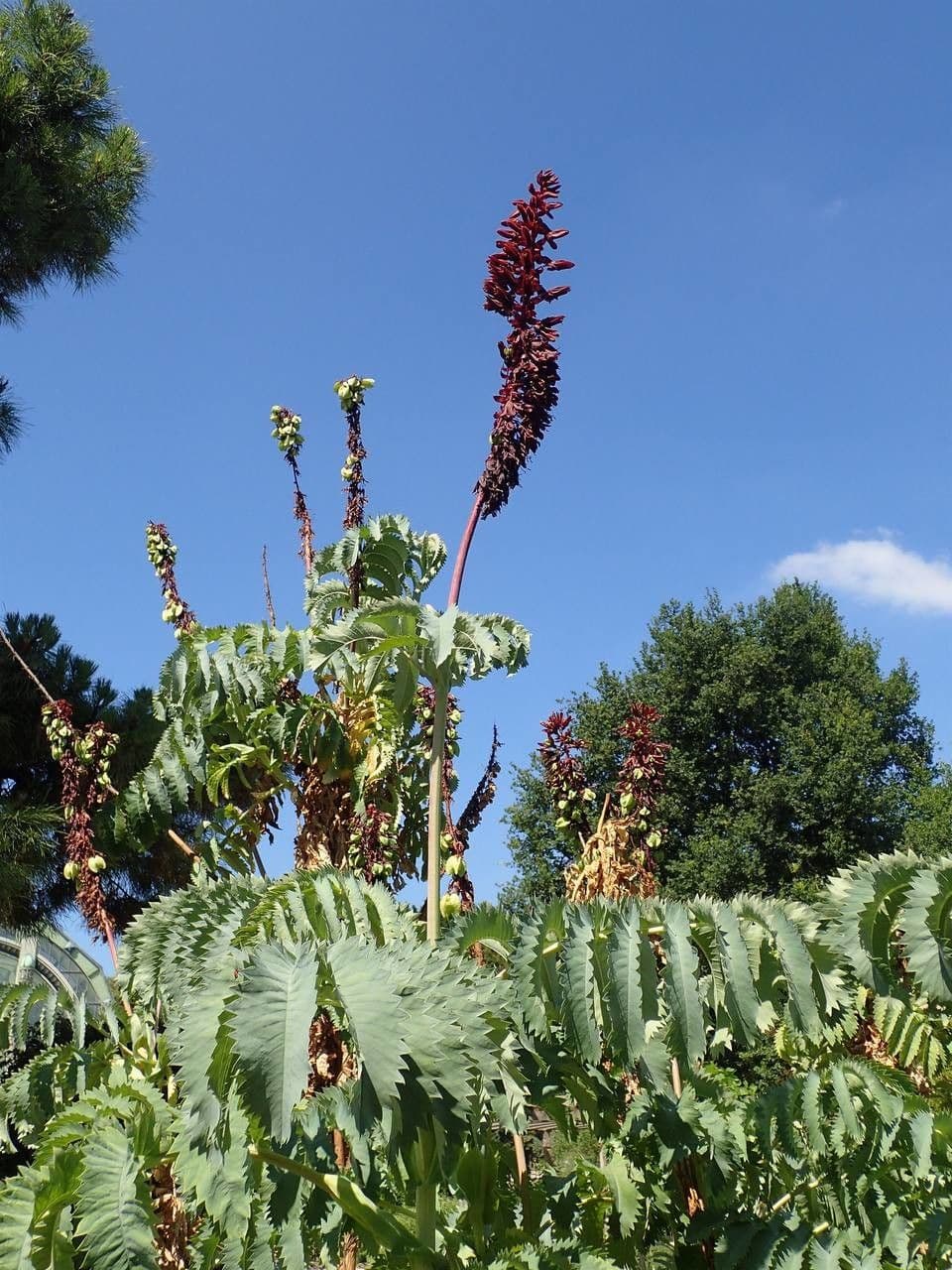 Melianthus maggiore 14