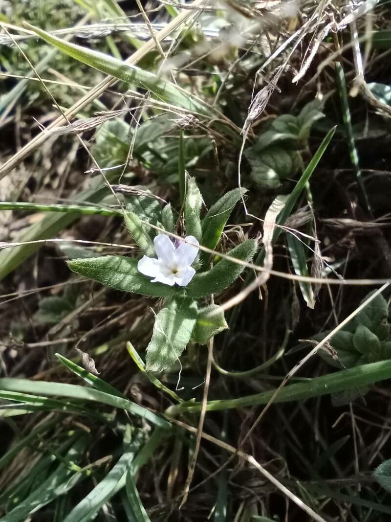 Buglossoides