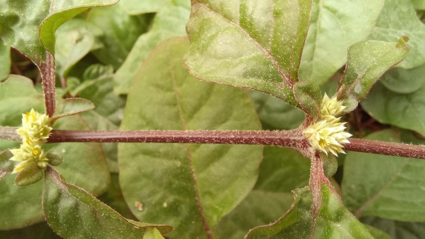 Alternanthera sessilis 21