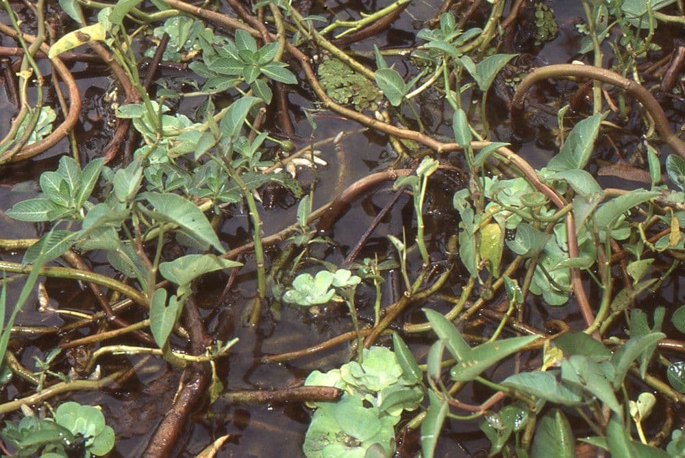 Lattuga d'acqua 25