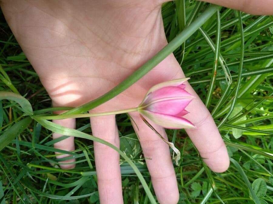 Tulipano 7