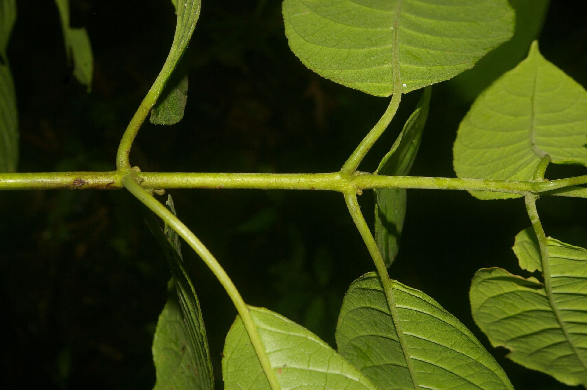 Siparuna thecaphora 13