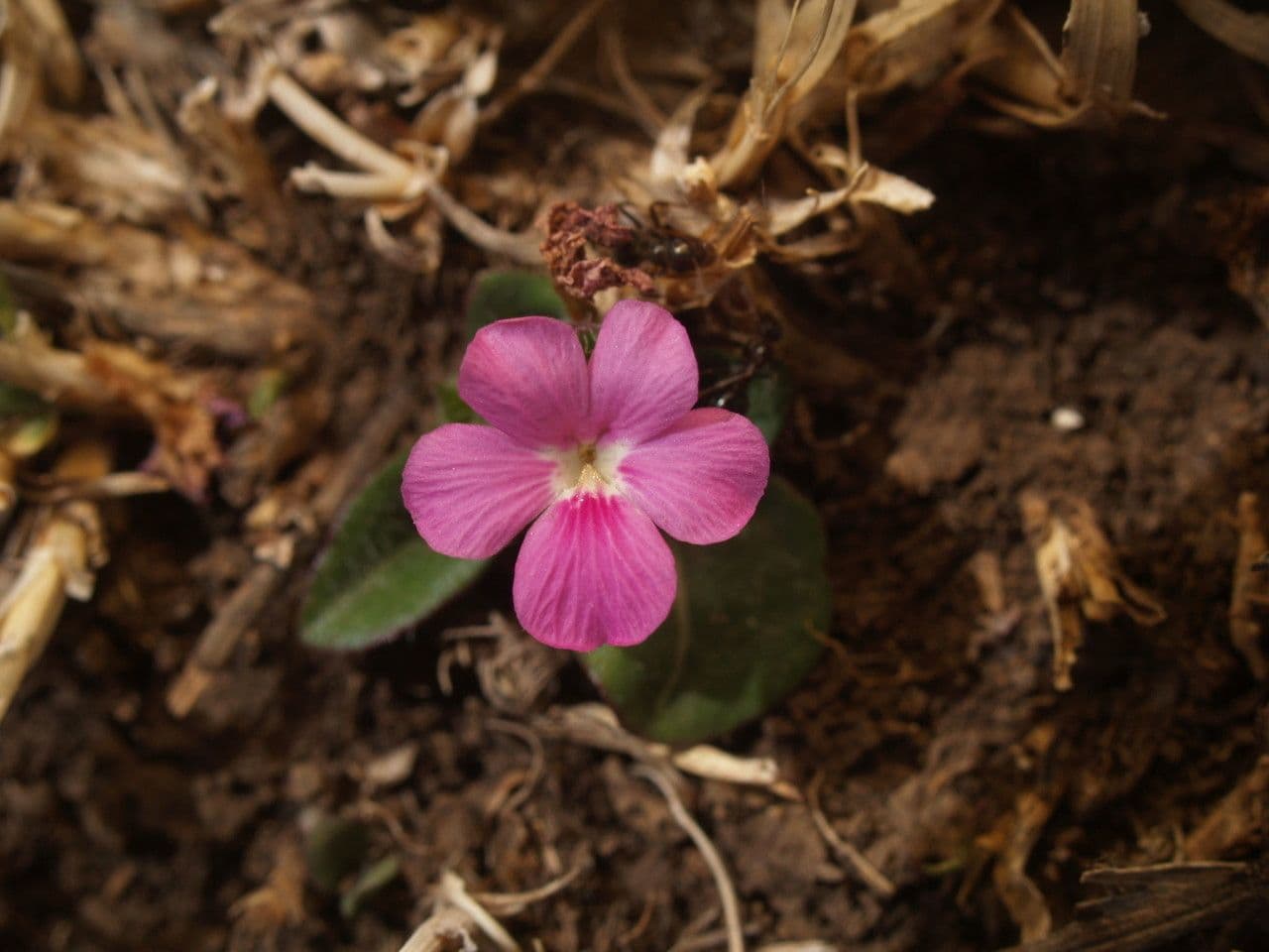 Stenandrium dulce 4
