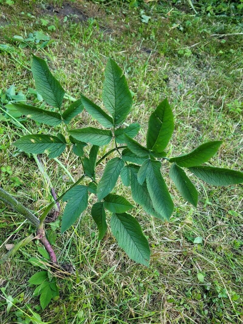 Cerfoglio aromatico 13