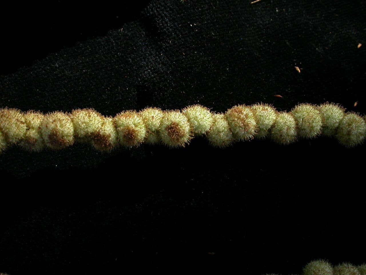 Schlanke Scheinnessel 9