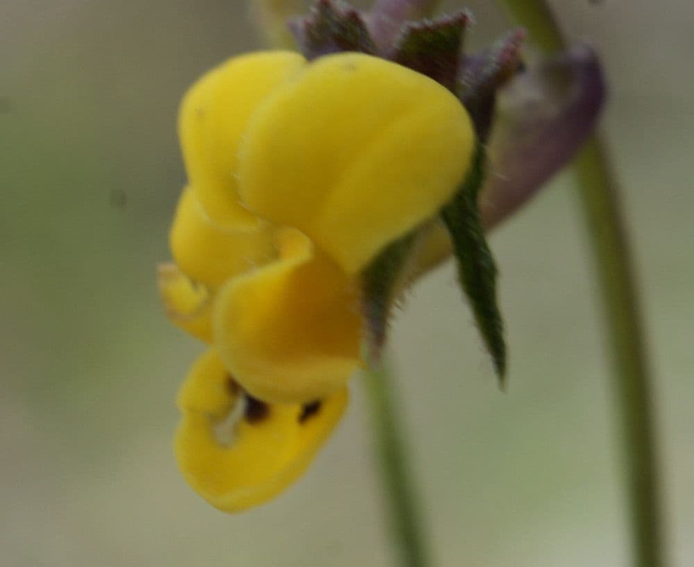 Viola 8