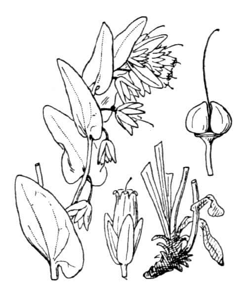 Cerinthe liscia 25