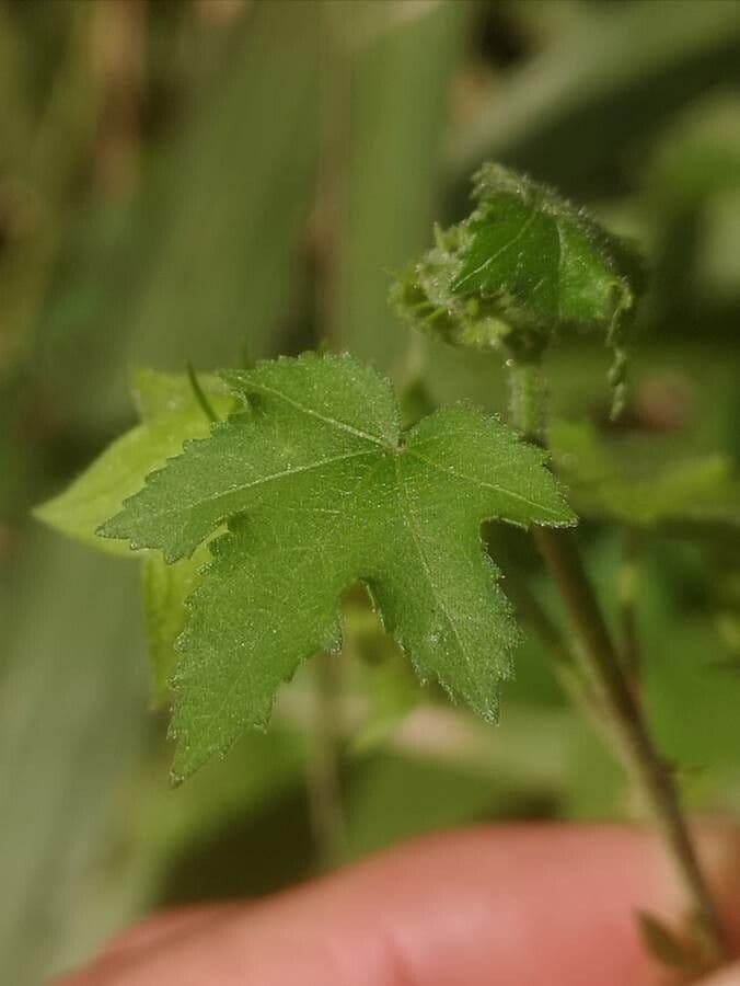 Ibisco vitifoglio 11