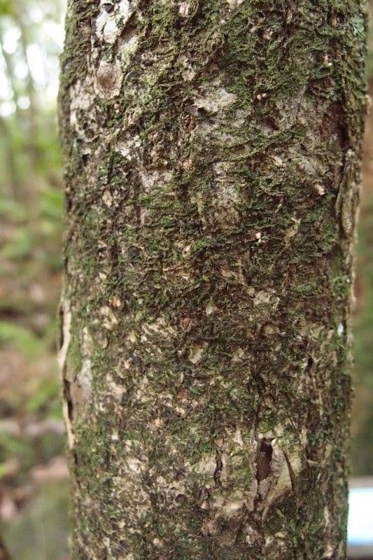 Polyscias 20