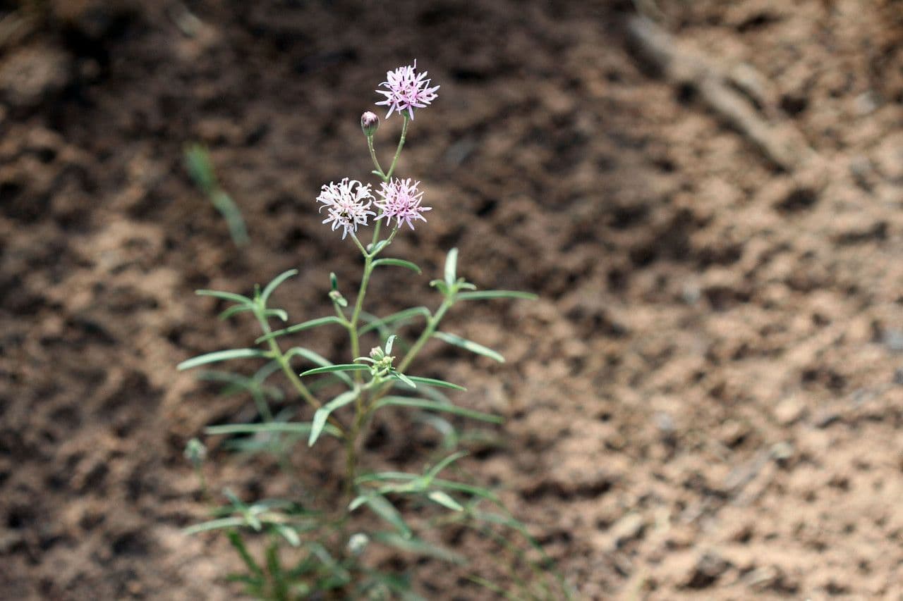 Palafoxia rosata 4