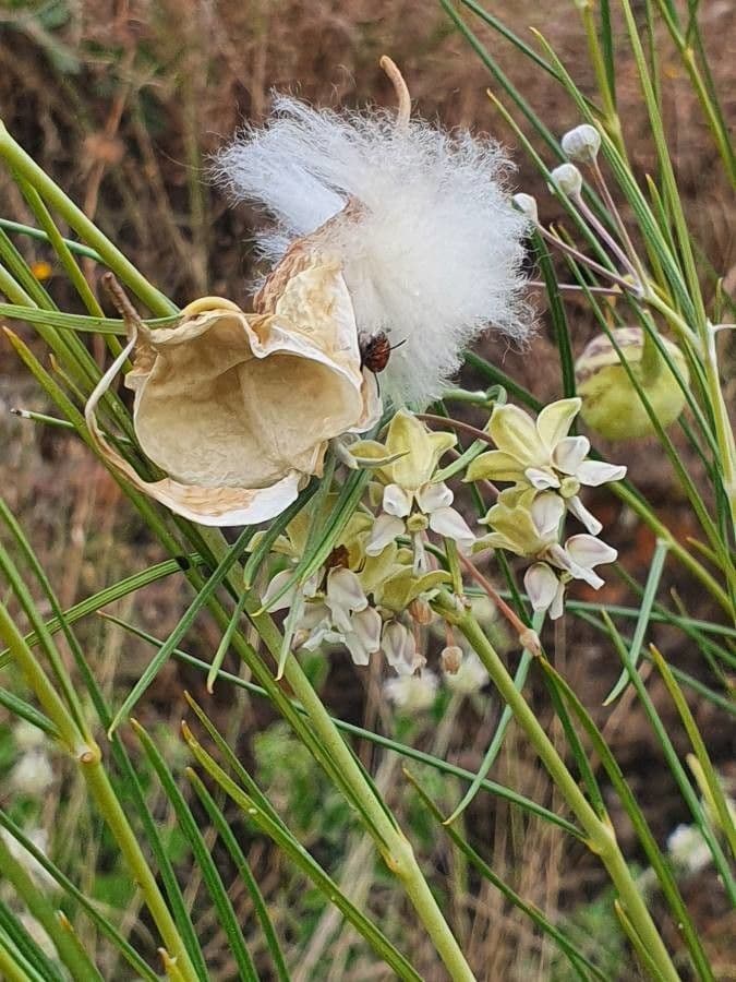 Gomphocarpus 25