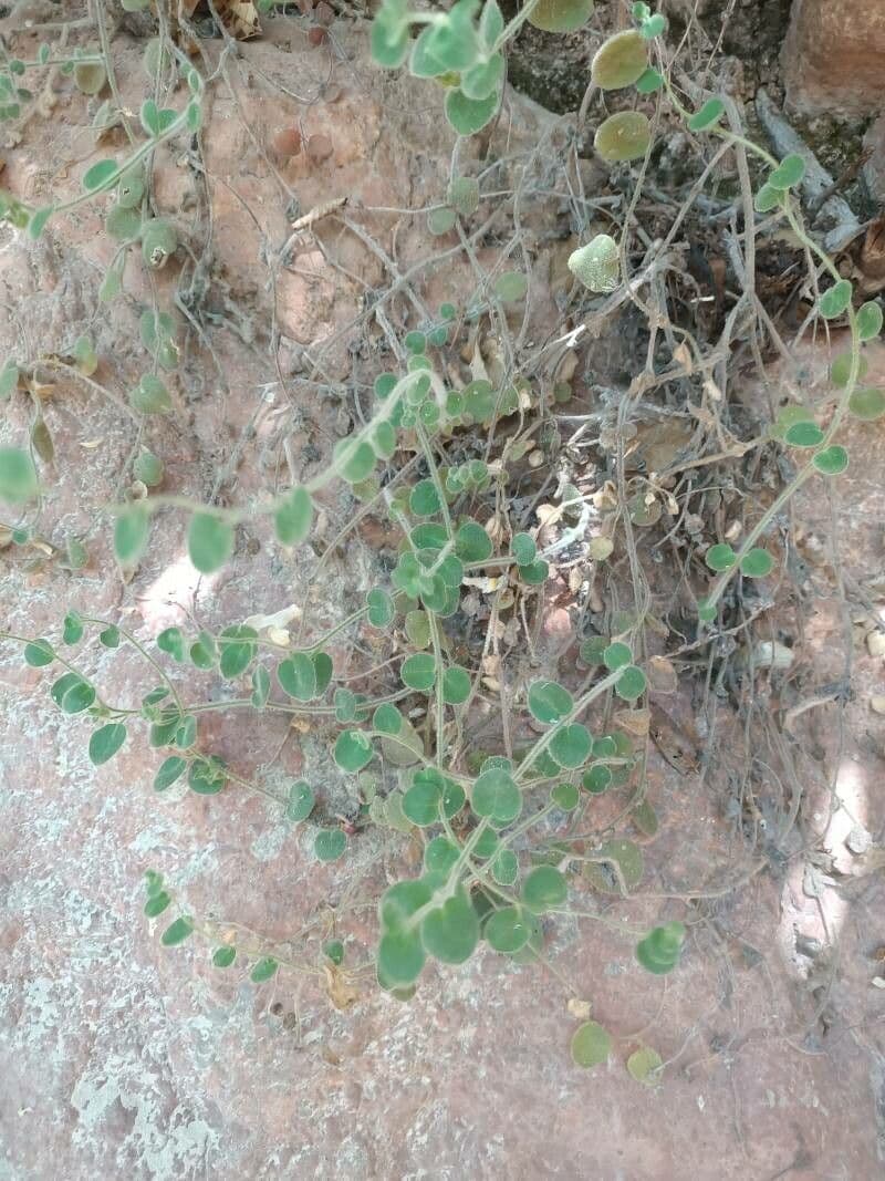 Antirrhinum molle 12