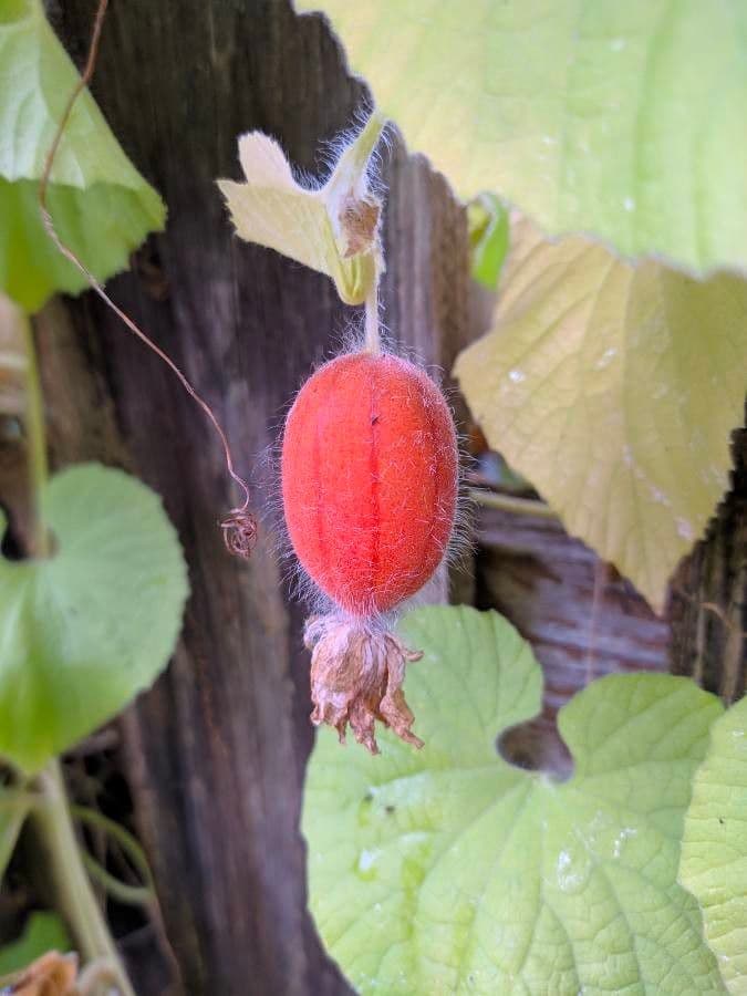 Thladiantha