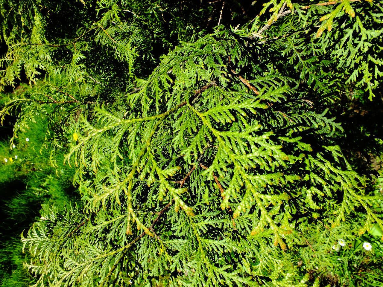 Thuja 13
