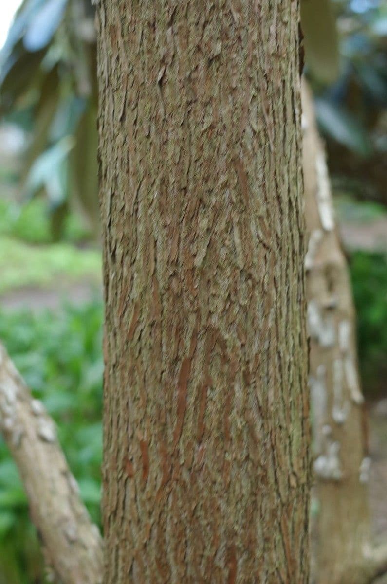 Rododendro 18