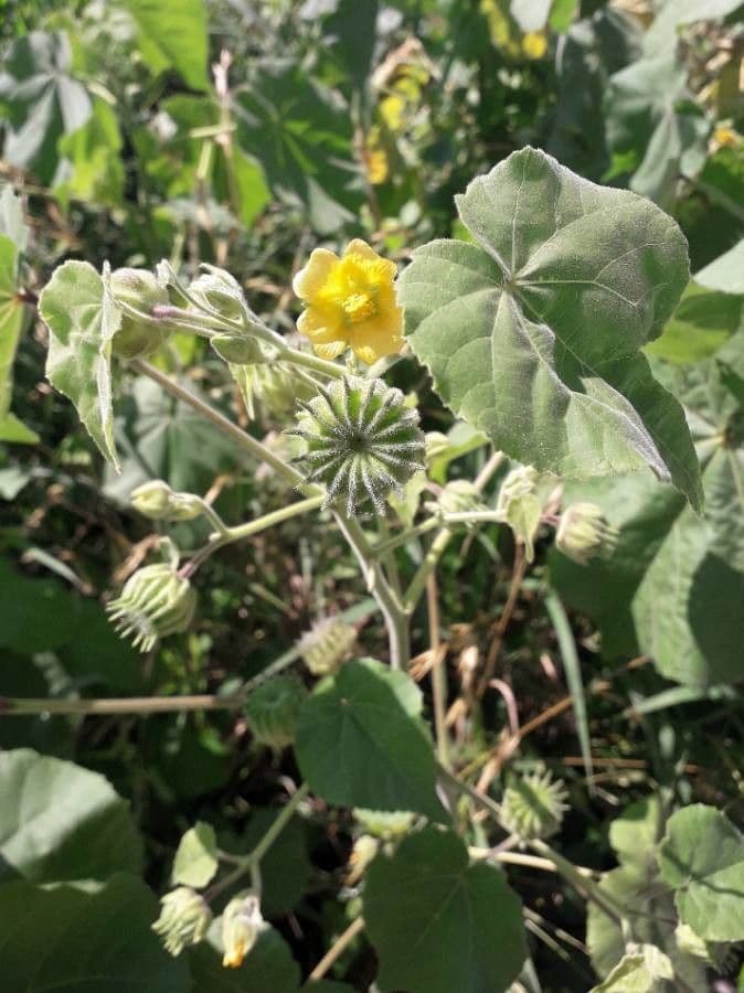 Abutilon di Teofrasto 4