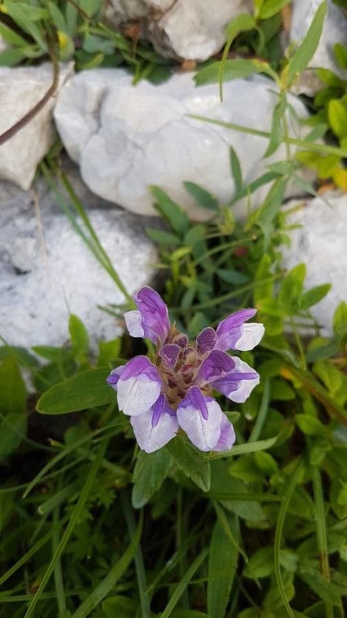 Tarczyca alpejska 5